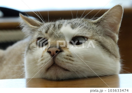 顎乗せリラックススタイルの猫 顎乗せリラックススタイルの猫 103633474