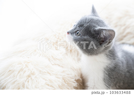 ベッドに入ったスコティッシュフォールドの仔猫 103633488