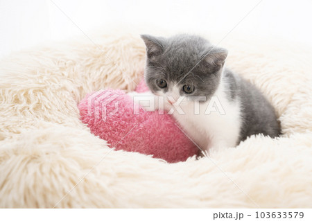 ピンクのハートとスコティッシュフォールドの仔猫 ピンクのハートとスコティッシュフォールドの仔猫 103633579