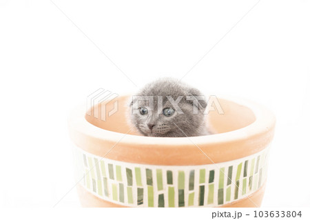 鉢に入ったスコティッシュフォールドの仔猫 鉢に入ったスコティッシュフォールドの仔猫 103633804
