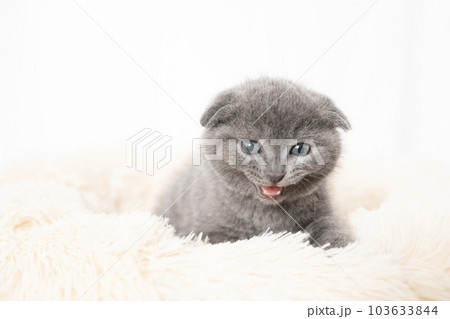 白いベッドに入った折れ耳のスコティッシュフォールドの仔猫 103633844