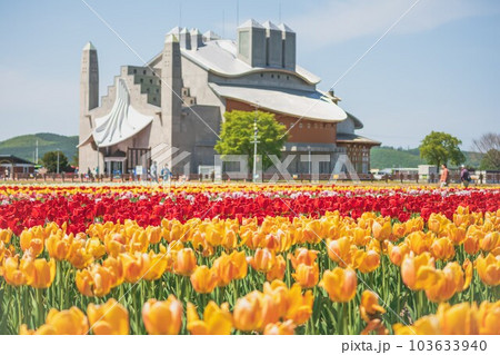 色鮮やかにチューリップが咲き誇る上湧別チューリップ公園 103633940