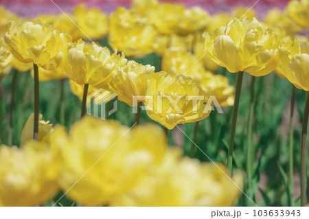 暖かい日差しを浴びて満開に咲く黄色いチューリップ【 tulip】 103633943