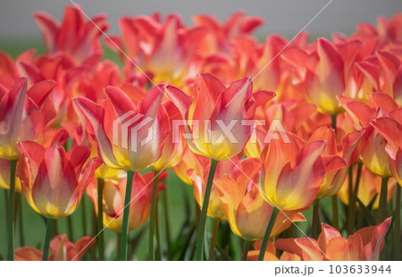 カラフルな色合いのチューリップが咲き誇る【 tulip】 カラフルな色合いのチューリップが咲き誇る【 tulip】 103633944