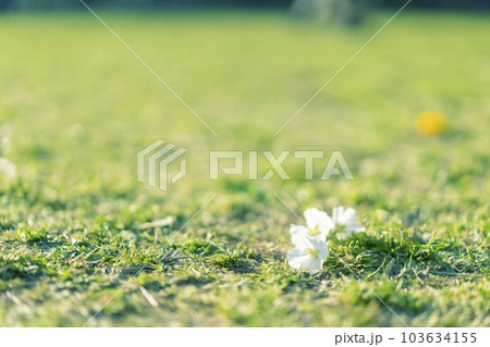 花ひとつ 103634155