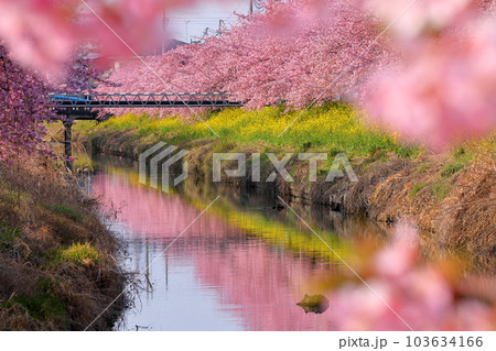 埼玉県久喜市鷲宮　青毛堀川沿いの満開の河津桜並木と菜の花畑と川面への映り込みの景色 103634166