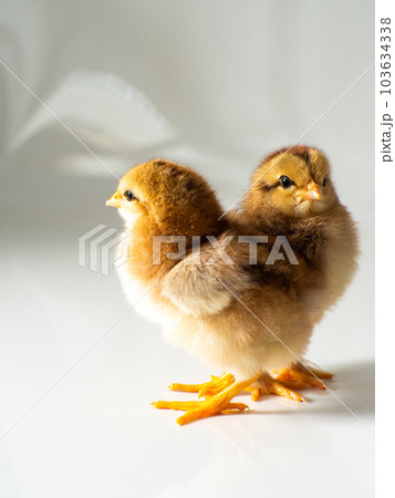 Two little newborn brown chickens on white with copy space 103634338
