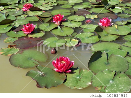 睡蓮咲く風景 103634915