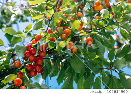 果樹園の樹に実るサクランボ 103634960
