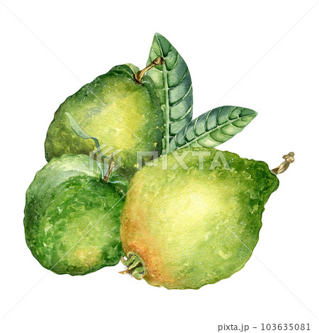 Whole three guavas and leaves watercolor illustration isolated on white background. Tropical fruit, exotic green apple, yellow guajava hand drawn. Design for wrapping, packaging, label, sticker 103635081