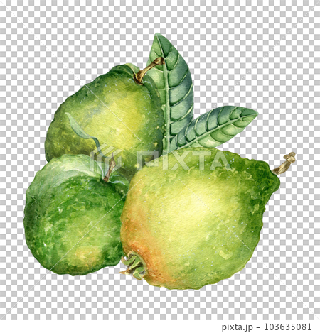 Whole three guavas and leaves watercolor illustration isolated on white background. Tropical fruit, exotic green apple, yellow guajava hand drawn. Design for wrapping, packaging, label, sticker 103635081