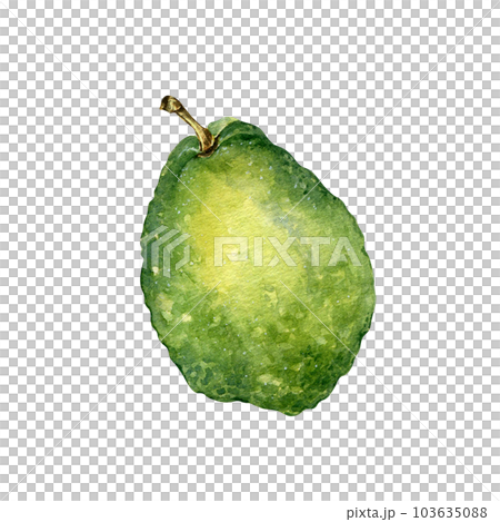 Whole guava single watercolor illustration isolated on white background. Tropical fruit, exotic green apple, yellow guajava hand drawn. Design element for wrapping, packaging, label, kitchen utensil Whole guava single watercolor illustration isolated on white background. Tropical fruit, exotic green apple, yellow guajava hand drawn. Design element for wrapping, packaging, label, kitchen utensil 103635088