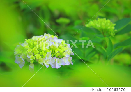 可憐な白紫陽花の花 103635704