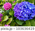 青と小さい紫の親子のような紫陽花 103636419
