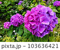 大中小の3つ子のような紫陽花 103636421