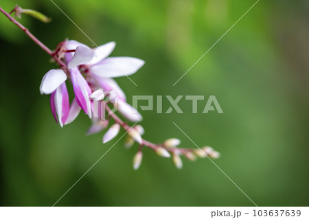 ニワフジの花 ニワフジの花 103637639