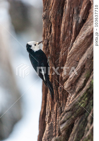 White-headed woodpecker on a tree White-headed woodpecker on a tree 103637710