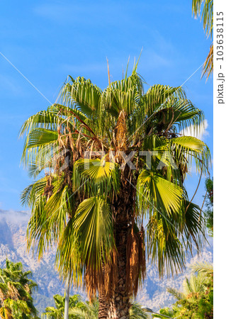 Trachycarpus fortunei (Chusan palm or windmill palm) against blue sky 103638115