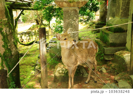 世界遺産　春日大社参道　燈籠と鹿 103638248