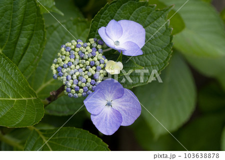 アジサイ 103638878