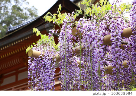 世界遺産　春日大社　満開の藤の花 103638994
