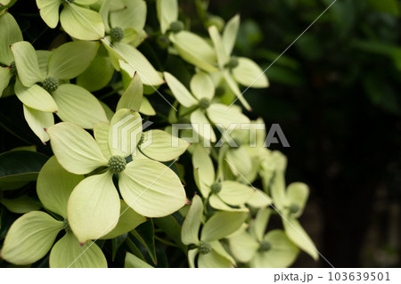淡い黄緑色の花びらのヤマボウシ（山法師）ホンコンエンシス　空間有り 103639501