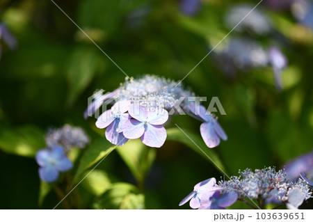 アマチャ(甘茶)の花 アマチャ(甘茶)の花 103639651