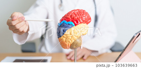 doctor with human Brain anatomy model and tablet. World Brain Tumor day, Brain Stroke, Dementia, alzheimer, parkinson and world mental health concept doctor with human Brain anatomy model and tablet. World Brain Tumor day, Brain Stroke, Dementia, alzheimer, parkinson and world mental health concept 103639663