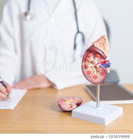 Doctor with Kidney Adrenal gland anatomy model. disease of Urinary system and Stones, Cancer, world kidney day, Chronic kidney, Urology, Nephritis, Renal, Transplant and health concept 103639666