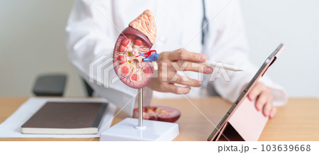Doctor with Kidney Adrenal gland anatomy model and tablet. disease of Urinary system and Stones, Cancer, world kidney day, Chronic kidney, Urology, Nephritis, Renal, Transplant and health 103639668