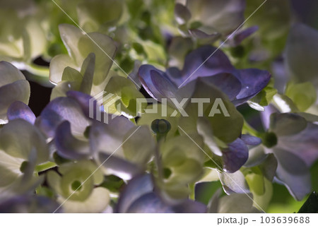 光と影の紫陽花 103639688