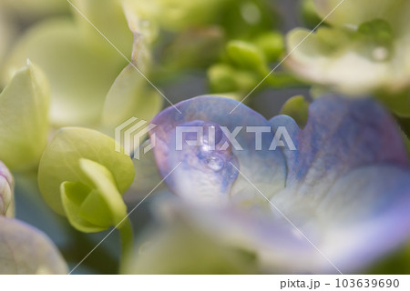 水滴と紫陽花 水滴と紫陽花 103639690