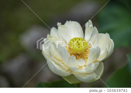 白いハスの花（白蓮） 103639781