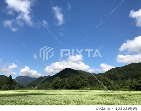 青空と蕎麦畑 青空と蕎麦畑 103639998