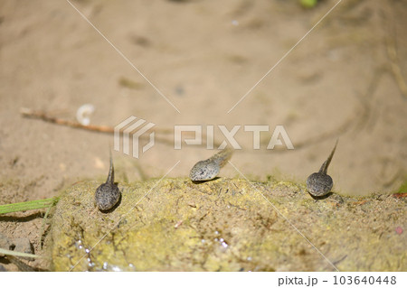 古池のオタマジャクシ 古池のオタマジャクシ 103640448