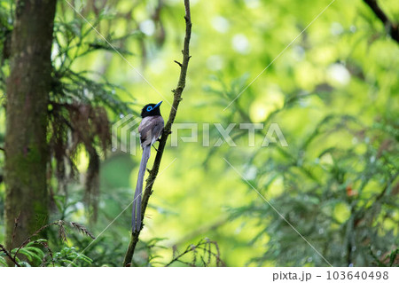 サンコウチョウの雄 103640498