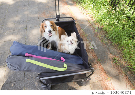 犬とアウトドアキャンプしにワゴン移動するところ 103640871