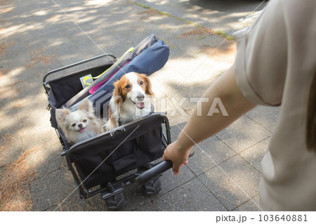 犬とアウトドアキャンプしにワゴン移動するところ 犬とアウトドアキャンプしにワゴン移動するところ 103640881