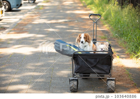 犬とアウトドアキャンプしにワゴン移動するところ 103640886