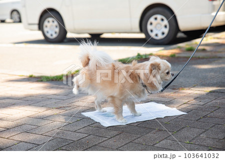 お散歩中に屋外でトイレシーツにおしっこをするチワワ 103641032