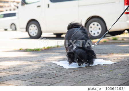 お散歩中に屋外でトイレシーツにおしっこをするチワワ 103641034