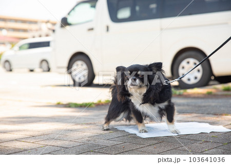 お散歩中に屋外でトイレシーツにおしっこをするチワワ 103641036