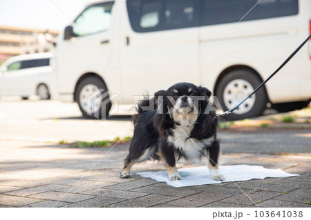 お散歩中に屋外でトイレシーツにおしっこをするチワワ 103641038