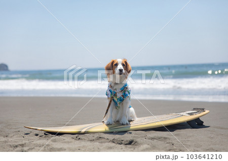海でアロハシャツを着た犬がサーフボードに乗っている 海でアロハシャツを着た犬がサーフボードに乗っている 103641210
