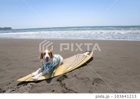 海でアロハシャツを着た犬がサーフボードに乗っている 103641213