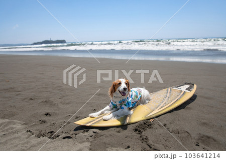 海でアロハシャツを着た犬がサーフボードに乗っている 海でアロハシャツを着た犬がサーフボードに乗っている 103641214