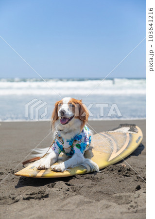 海でアロハシャツを着た犬がサーフボードに乗っている 103641216