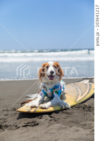 海でアロハシャツを着た犬がサーフボードに乗っている 103641217