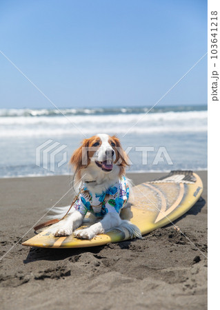 海でアロハシャツを着た犬がサーフボードに乗っている 海でアロハシャツを着た犬がサーフボードに乗っている 103641218