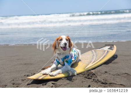 海でアロハシャツを着た犬がサーフボードに乗っている 海でアロハシャツを着た犬がサーフボードに乗っている 103641219